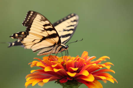 Tiger swallowtail butterfly with a torn wing feeding on a zinnia.の写真素材