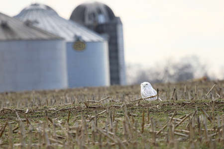 Snowy owl resting in a farm field.の写真素材