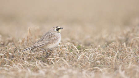 Horned lark in dray grass.の写真素材