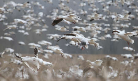 Snow geese landing in a field.