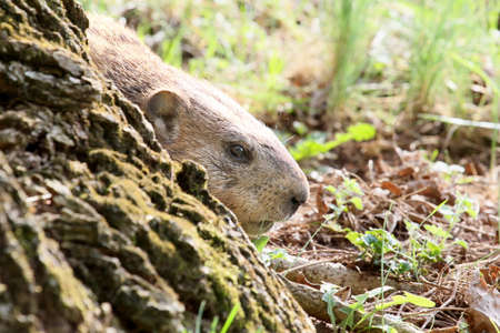 Groundhog peeking around a tree trunk.