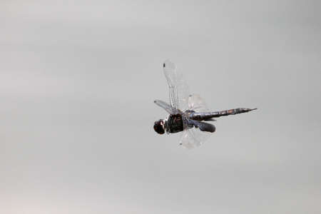 Flying dragonfly.の写真素材