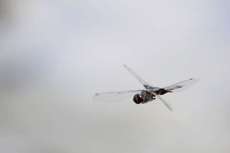 3/4 view of a flying dragonfly.の写真素材