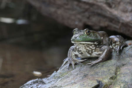 Frog sitting on a wet rock looking at the camera.の写真素材