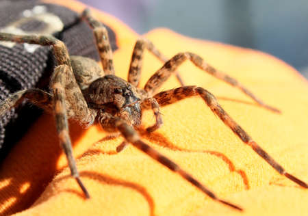 Big brown spider on a black and orange gloved handの写真素材