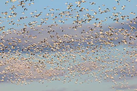 Thousands of migrating snow geese with clouds.の写真素材