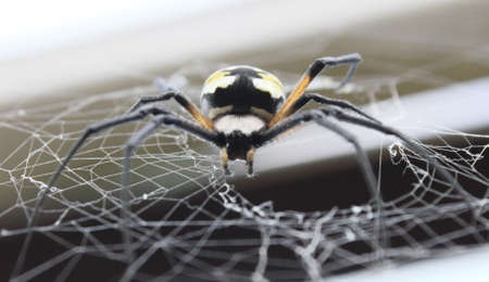 Looking up at a female black & yellow argiope in her web.の写真素材