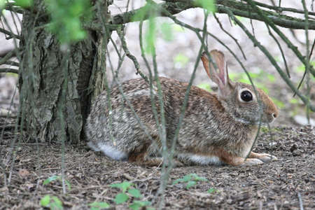 Alert rabbit crouching under a tree.