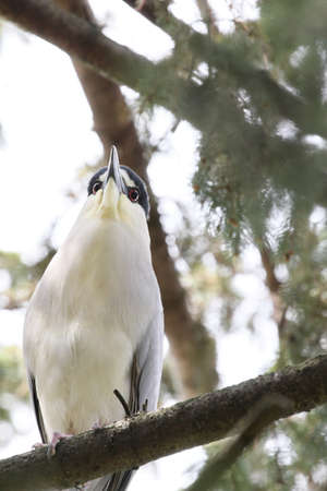 Heron perched in a tree.の写真素材