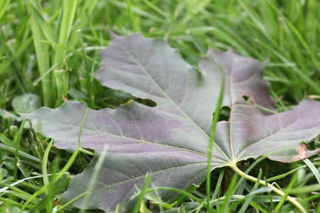 Maple leaf resting in grass.の写真素材