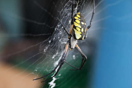 Female black & yellow argiope hanging in her web.の写真素材