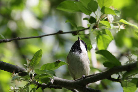 Chickadee on a tree branch.の写真素材