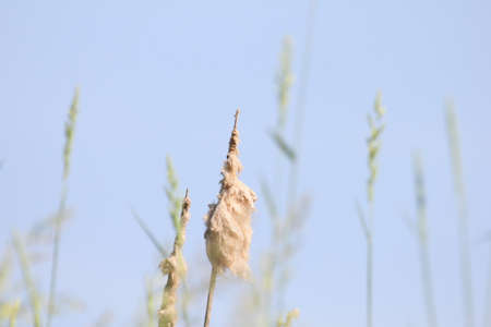 Fuzzy cattails against blue sky.の写真素材