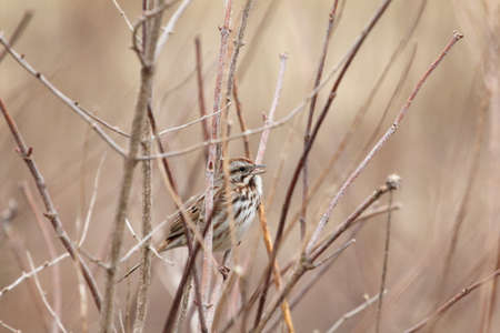 Sparrow with open beak.の写真素材