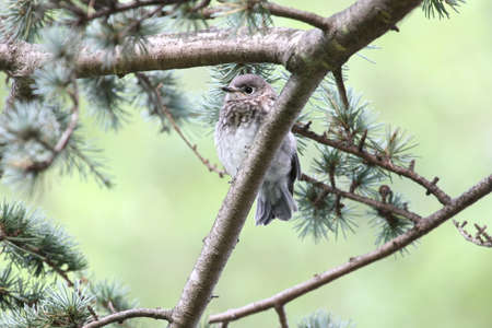 Young bluebird perched in a pine tree.の写真素材