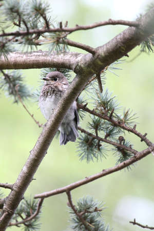 Young bluebird perched in a pine tree.の写真素材