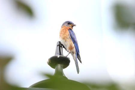 Singing bluebird perched on a lamp post.の写真素材