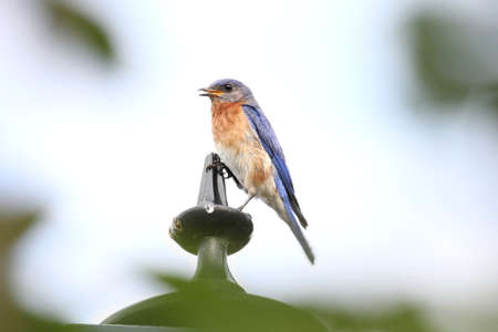 Female bluebird perched on a lamp post.の写真素材