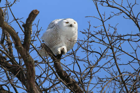 Snowy owl perched in a tree.の写真素材