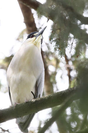 Heron perched in a pine tree.の写真素材
