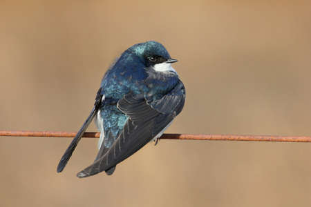 Tree swallow perched on a wire.の写真素材
