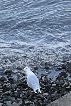 Seagull standing at the water's edge.の写真素材