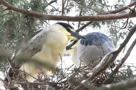 Two herons in their nest.の写真素材