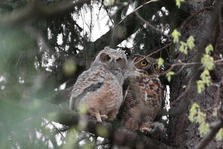 Immature great horned owl with its parent.の写真素材