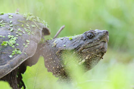 Snapping turtle with leaves and algae.の写真素材