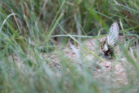 Partially-eaten cicada at a cicada killer's burrow.の写真素材