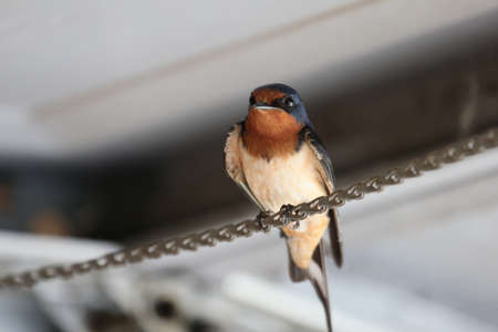 Songbird perched on a metal chain.の写真素材