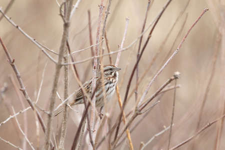 Sparrow perched in dead weeds.の写真素材