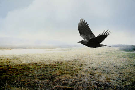 Corvid over the Marshの写真素材