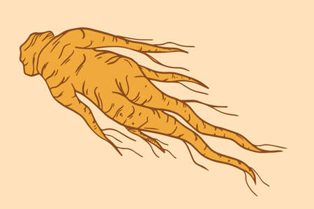 Red korean ginseng illustration. Hand drawn. Vector illustrationのイラスト素材