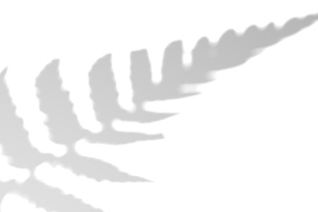 Fern branch shadow. Leaf shadow overlay. Sunlight trough the leaf. Nature organic shadow. Blurred...