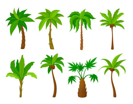 Set palm tree vector flat illustration cartoon tropical plants natural coconut woodのイラスト素材