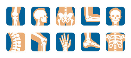 Collection human bones icon vector illustration. Set person skeleton skull joint, knee, leg, pelvisのイラスト素材