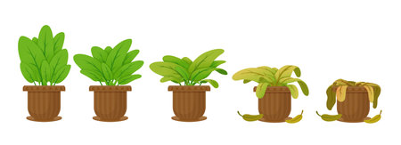 Flower houseplant withering phases vector flat illustration. Potted flower life cycleのイラスト素材