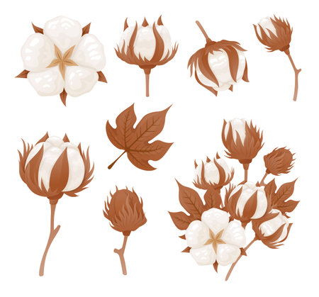 Cotton flower ball dry leaves tree branch fluffy blossom set vector illustrationのイラスト素材