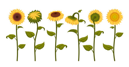 Sunflowers with yellow petals stem and leaves set isometric vector illustrationのイラスト素材