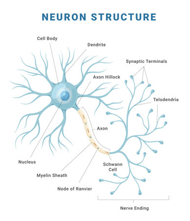 Neuron anatomical structure medical education science infographic scheme poster vector flatのイラスト素材
