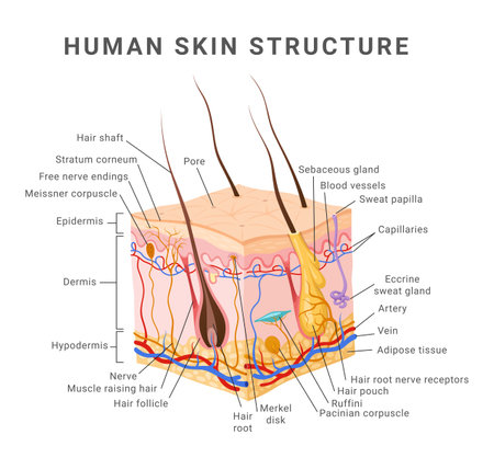 Human skin layer structure infographic medical scheme isometric vector illustrationのイラスト素材