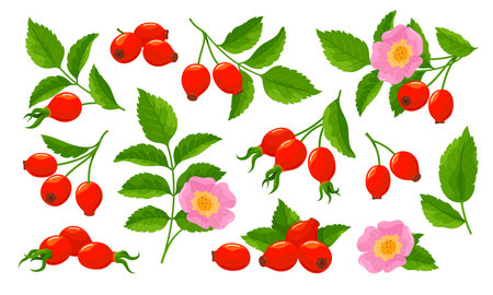 Rose hip set tender pink blossom flower with berries and green leaves isometric vector illustrationのイラスト素材