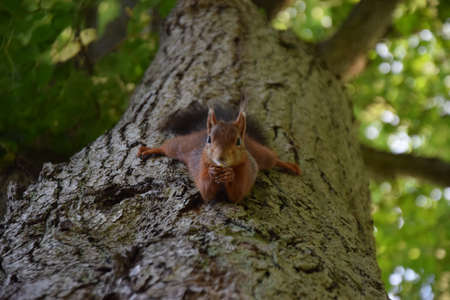 Squirrel on the treeの写真素材
