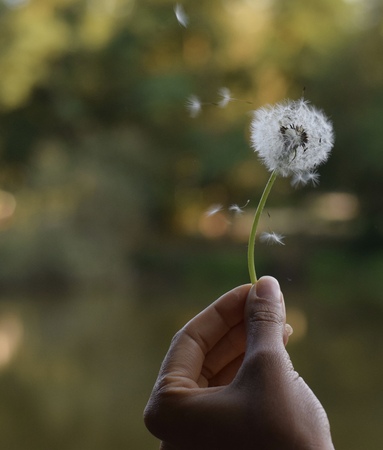 dandelion on the handの写真素材