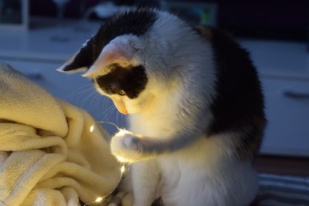 Cat playing with string of lightsの写真素材