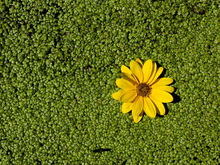 a yellow flower on duckweed in a sunny stream
