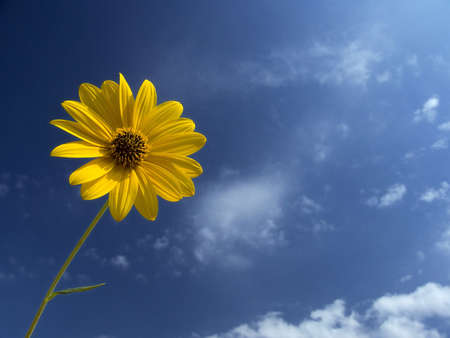 Jerusalem artichoke flower under a blue sky with white cloudsの写真素材