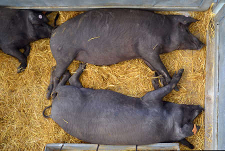 Iberian pigs sleeping in a cattle fairの写真素材