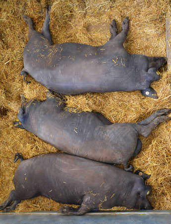 Iberian pigs sleeping in a cattle fairの写真素材
